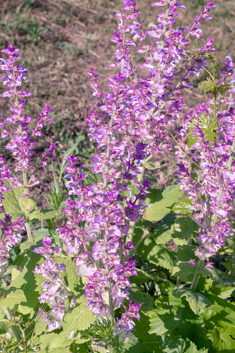 Clary sage plant in garden in summer.Beautiful floral background