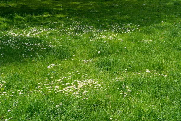 istock Spring Lawn, Natural Lush Grass Texture Background, Park Grass Field Pattern, Uncut Spring Lawn 1571514143