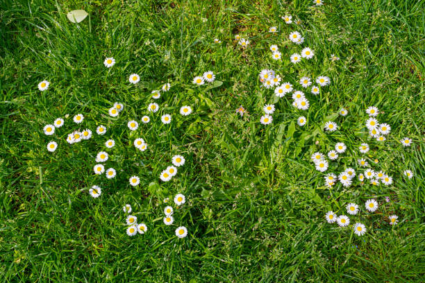 istock Spring Lawn, Natural Lush Grass Texture Background, Park Grass Field Pattern, Uncut Spring Lawn 1571514147