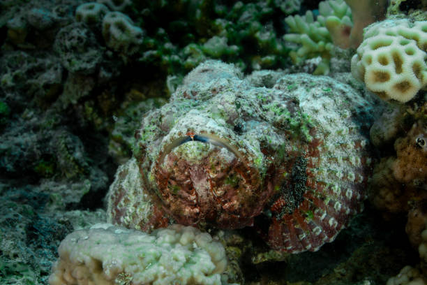 istock Synanceia nana, the Red Sea stonefish or dwarf scorpionfish 1571533077