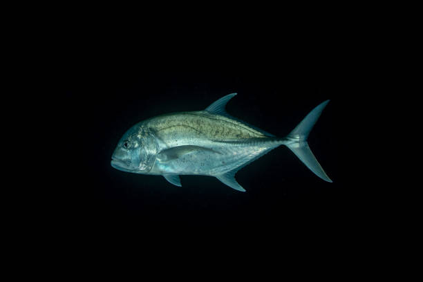 istock The bluefin trevally (Caranx melampygus), the bluefin jack 1571533649