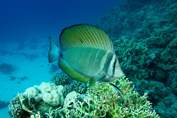 The Red Sea sailfin tang or Desjardin's sailfin tang (Zebrasoma desjardinii) The Red Sea sailfin tang or Desjardin's sailfin tang (Zebrasoma desjardinii) sailfin tang zebrasoma veliferum zebrasoma desjardinii stock pictures, royalty-free photos & images