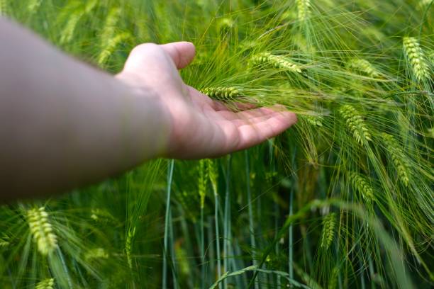 hand touching wheat field ears - wheat freedom abundance human hand imagens e fotografias de stock