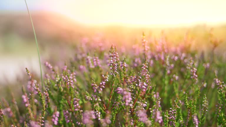 Colorful heather in sunlight