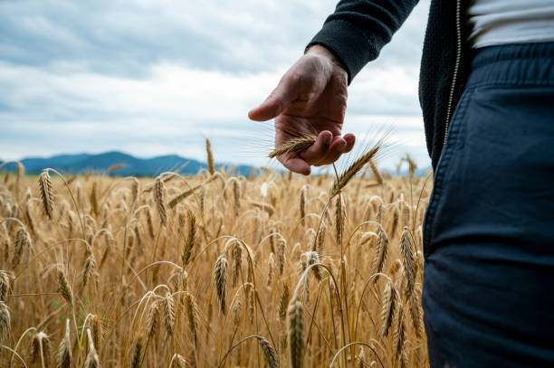 istock Closeup view of a farmer checking on his crop 1571539969