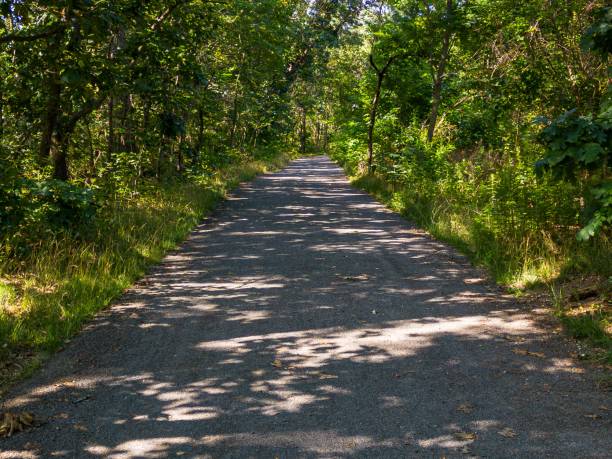 istock Scenic view of a pathway in a green park on a sunny day 1571541601