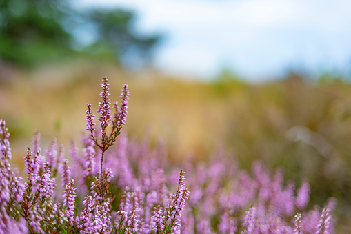 Flowering Heather plants in Heathland close up during a sunny day in summer in the Veluwe nature reserve in Gelderland, The Netherlands.