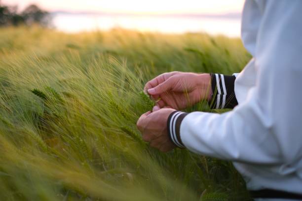 hand touching wheat field ears - wheat freedom abundance human hand imagens e fotografias de stock