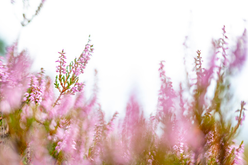 Flowering Heather plants in Heathland close up during a sunny day in summer in the Veluwe nature reserve in Gelderland, The Netherlands.