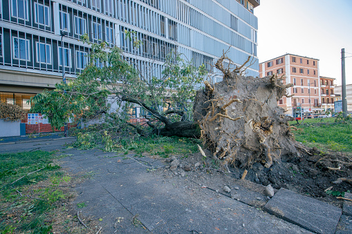 Milan, Italy - July 25, 2023: Street view of Milano, fallen trees and damages are visible after a violent storm on the city.