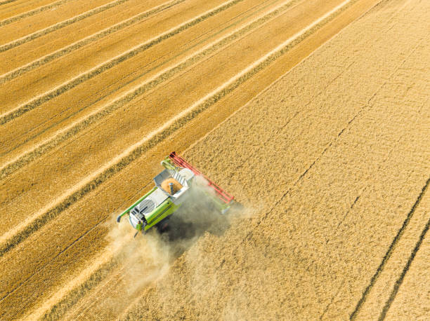 istock Combine harverster harvesting wheat during summer seen from above 1571552505