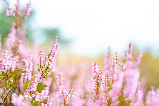 Flowering Heather plants in Heathland close up during a sunny day in summer in the Veluwe nature reserve in Gelderland, The Netherlands.