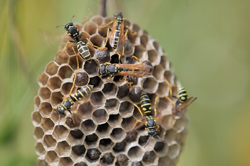 A close-up image of a wasp nest atop a wasphive