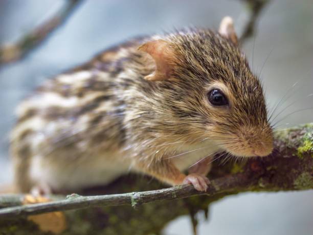 istock Small Barbary striped grass mouse atop a tree branch 1571555794