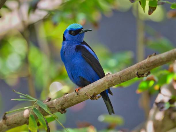 istock Small, blue Red-legged honeycreeper bird perched on a tree branch 1571555798