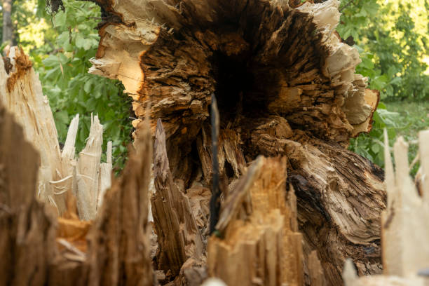A fallen and broken tree after the storm, close-up