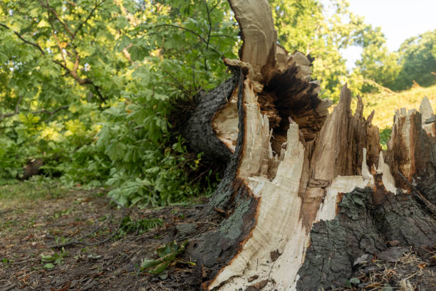 istock A broken tree trunk after a strong storm that hit the city 1571562840