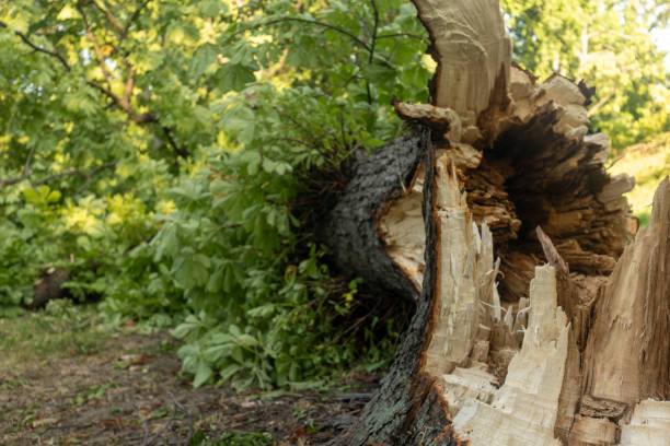 istock A broken tree trunk after a strong wind storm that hit the city 1571563093