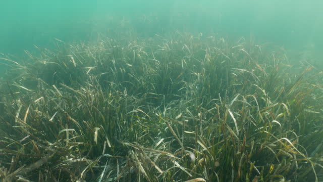 Footage of sea grass in clean waters of Ligurian sea