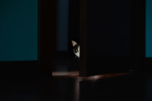 Cat peeking out behind the door at night