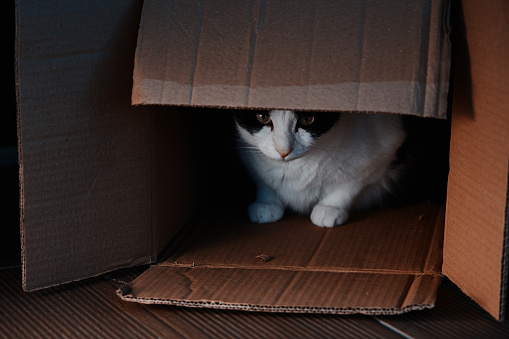 Tabby cat peeking out of a cardboard box and looking at camera with sad expression night