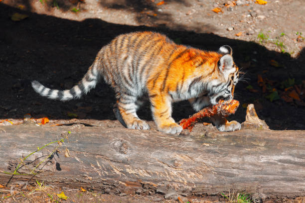 istock Cube of Siberian Tiger 1571581242
