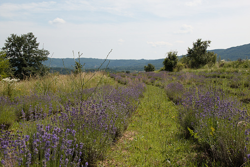 Lavender field in bloom in summer