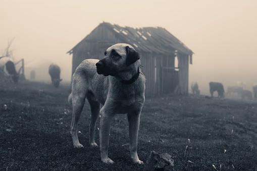 Anatolian shepherd dog on duty in a misty morning