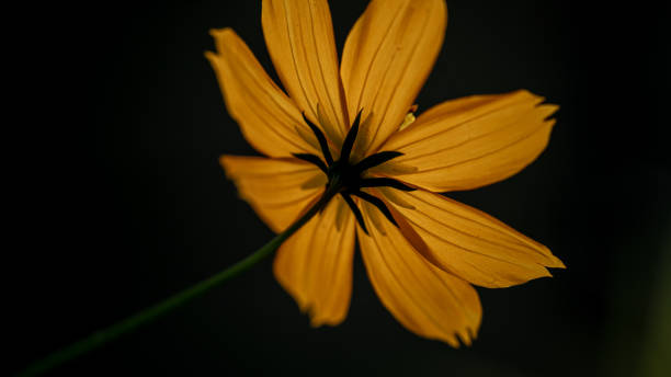 Yellow Flower Texture on Black Background