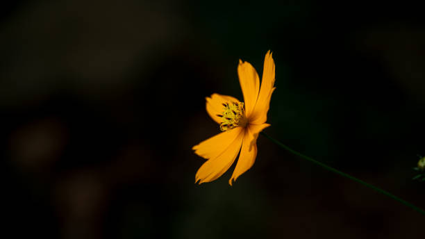 Yellow Flower Texture on Black Background