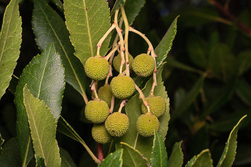 Fruits of a European ash tree, Fraxinus excelsior