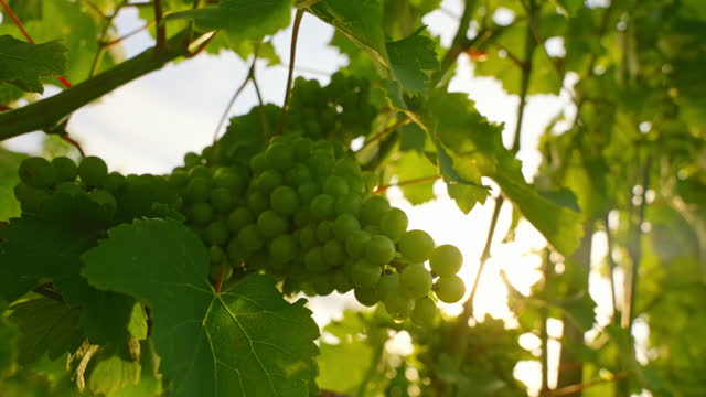 SLO MO Close-up of Fresh Bunch of Green Grapes Hanging from Vine in Vineyard