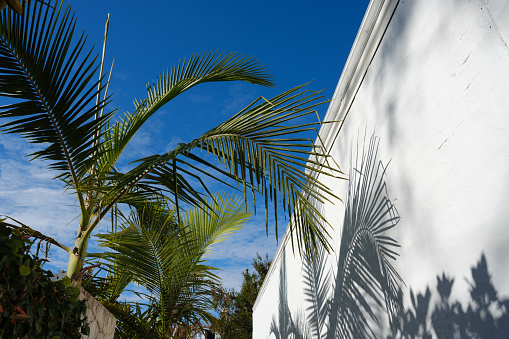 Palm tree casting shadows on a white wall on a sunny day.
