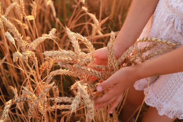 istock Child holding yellow wheat ears in hands in a field 1571607955