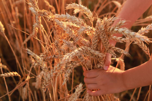 istock Child holding yellow wheat ears in hands in a field 1571607967