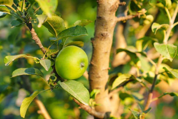 green apples on the branches of a tree. harvest fruit on the farm or in the garden.