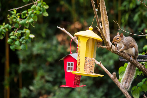 istock funny squirrel sits on a tree near the feeder 1571622188