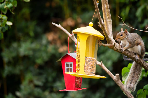 istock funny squirrel sits on a tree near the feeder 1571622189