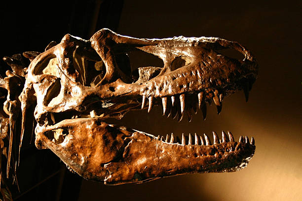 t-rex dinosaur crâne, sharp dents ne manquent pas&nbsp;! - fossil photos et images de collection