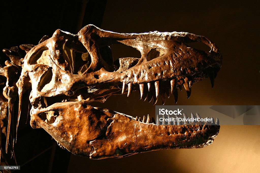 T-Rex Dinosaur Skull, Sharp Teeth Abound!  Tyrannosaurus Rex Stock Photo