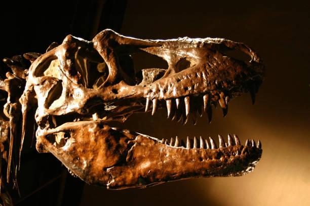 T-Rex Dinosaur Skull, Sharp Teeth Abound!  fossil stock pictures, royalty-free photos & images