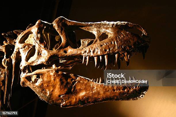 Trex Dinosaur Skull Sharp Teeth Abound Stock Photo - Download Image Now - Tyrannosaurus Rex, Dinosaur, Fossil