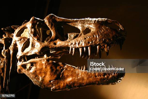 Foto de Trex Um Crânio De Dinossauro Dentes Afiados Abundam e mais fotos de stock de Tiranossauro Rex