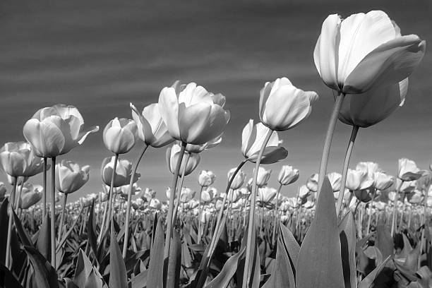noir et blanc de tulipes souffler en douce brise - double tulip photos et images de collection