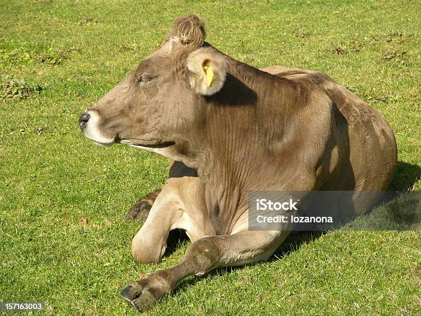 스위스 Cow 가축에 대한 스톡 사진 및 기타 이미지 - 가축, 갈색, 낮