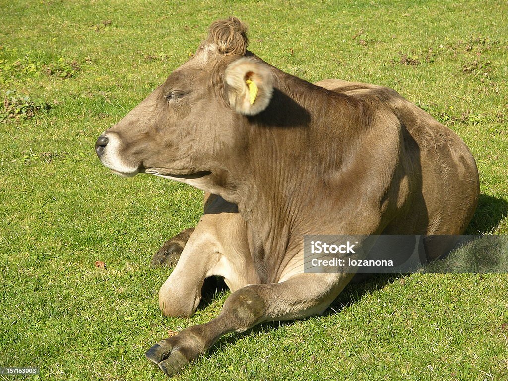 Vaca Suíça - Royalty-free Agricultura Foto de stock