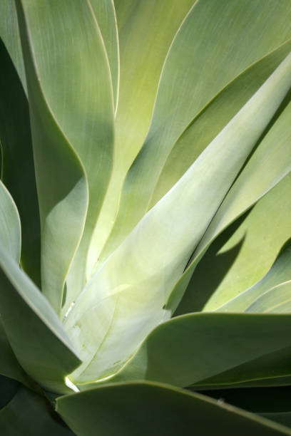 istock Heart of the succulent 157163004