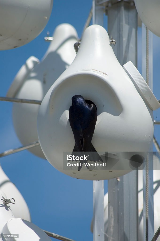 Andorinha azul - Royalty-free Andorinha azul Foto de stock