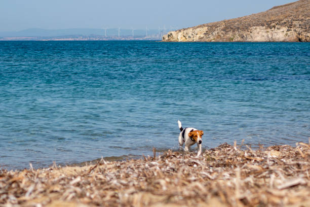 Jack Russell Terrier having fun on the beach. Cute dog running into the sea.