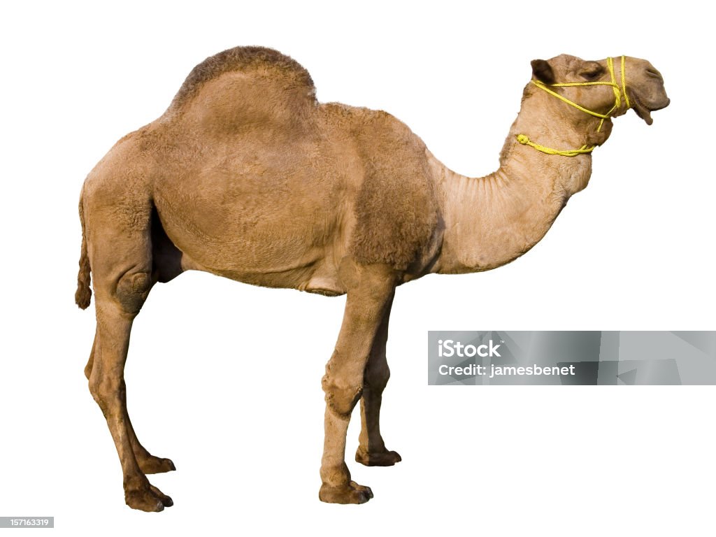 Dromedary Camel (Isolated)  Camel Stock Photo